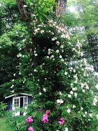 Ode An Die Herbstanemone 11 Grunde Warum Sie In Keinem Garten Fehle Cottage Garten Garten Pflanzen Garten Bepflanzen