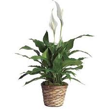 Send flowers for birthday, funerals, romance and more with same day delivery by a local abilene florist. Abilene Tx Flower Delivery Same Day 1st In Flowers