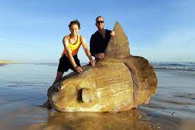 Sonfich loce me i love sunfish we stan sunfish. Boulder Sized Sunfish Washes Ashore In Australia