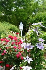 Image result for Clematis
