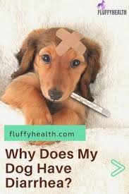 Treatment will depend on the underlying cause. 260 Dogs Health Care Ideas Dog Health Tips Dog Health Care Dog Health