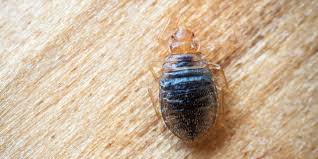What Can I Do To Get Rid Of Bedbugs Problem Solved Pest Control