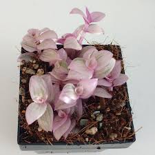 Related:callisia repens bianca tradescantia callisia repens pink callisia repens variegated. Callisia Repens Variegata Cuttings Cactusplaza Com