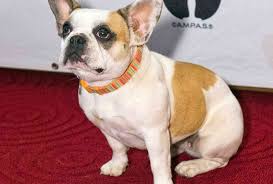 On this page, pngtree offers free hd bull dog design red dogs png images with transparent background and vector files. Famous Modern Family Frenchie Is Back In Starring Role For Rover S New Commercial The Dog People By Rover Com