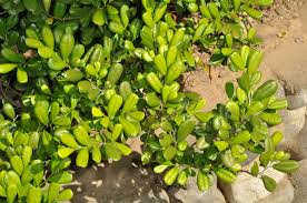 Image result for Ebenaceae