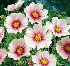 Cosmos Daydream Delicate Pink Flowers 25 Seeds Cosmos Etsy Annual Flowers Flower Seeds Cosmos Flowers