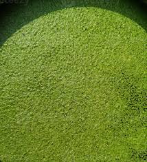 Image result for Lemna minor