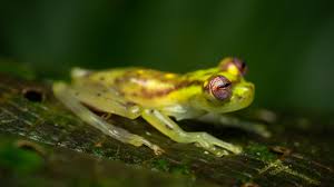 Image result for glass frog