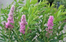 Image result for Spiraea douglasii