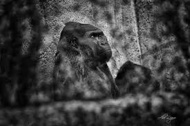 Gorillas in the mist : r/FineArtPhoto