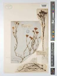 Image result for Chironia elgonensis