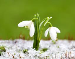 Image result for ghiocel