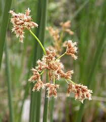 Image result for Schoenoplectus sp.no.3