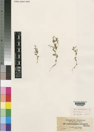 Image result for Wahlenbergia erecta