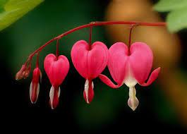 Dicentra Bleeding Heart Bleeding Heart Flower Love Tattoos