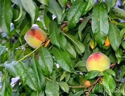 Use the following photos and info to help you identify fruit trees in your area. Fruit Tree Suckers How To Identify And Get Rid Of Them