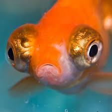 One or two of the betta's eyes will be swollen or protruding from the socket. How To Treat Popeye Disease In Aquarium Fish