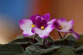 We did not find results for: African Violet Purple Indoor Plant Free Photo On Pixabay