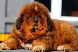 Check spelling or type a new query. 6 Ras Anjing Imut Asal China Yang Cocok Jadi Hewan Peliharaan Gemas