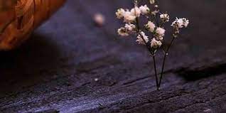 خلفيات واتس اب جديده روعة رمزيات واتس كتابية ميكساتك girly pictures flowers photo