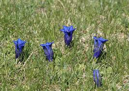 Image result for Chironia laxiflora