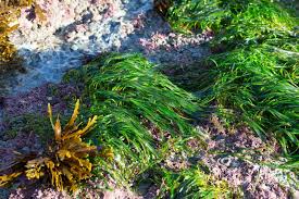 Image result for Zosteraceae