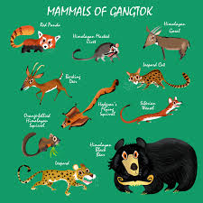 Named after the world's third highest peak, khangchendzonga national park houses some of the fascinating wildlife that includes musk deer. Green Humour Gangtok Urban Biodiversity Map