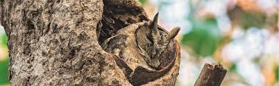 The state's thick dense forest; Celebrating Birds