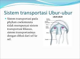 Ini ialah video pengenalan bagi modul yang bertajuk fungsi sistem pengangkutan dalam organisma dalam subjek sains tingkatan 3. Sistem Transportasi Invertebrata Ppt Download