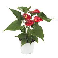 Red Flamingo Lily Air Purifying Houseplant Anthurium Easy Etsy Plante Plantes Depolluantes