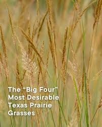 Image result for Sorghastrum stipoides