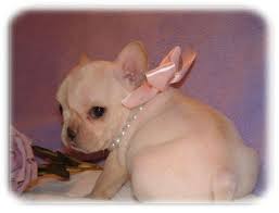 Fan page for frenchie enthusiasts who own, love, want, or admire frenchies. Akc Cream French Bulldog Puppies Available For Sale In Cambridge Minnesota Classified Americanlisted Com
