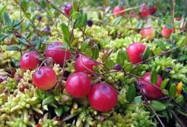 Different Cranberry Varieties A Guide To Common Types Of Cranberry Plants Types Of Herbs Fruit Bushes Survival Gardening