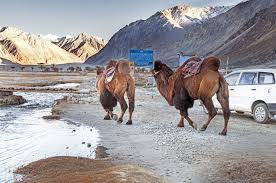 Contour the bactrian camel, trying to vary the thickness and darkness of the line. Interesting Bactrian Camel Facts For Kids Savvy Leo