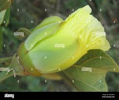 Image result for Thespesia garckeana