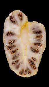 Image result for Morinda citrifolia