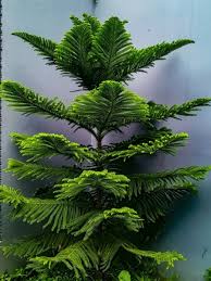 Image result for Araucaria cunninghamii
