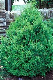 In botany, an evergreen plant is a plant having leaves all year round. Pin By Dana Lynn On Landscape Lawn And Landscape Backyard Landscaping Boxwood Landscaping