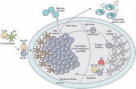 Sin cos tan cot sec csc inverse trigonometric functions: Frontiers Regulation Of The Germinal Center Response Immunology