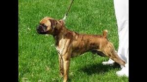 Maybe you would like to learn more about one of these? Boxer Boston Terrier Mix Shop For Your Cause