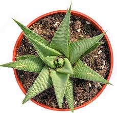 Image result for Haworthia limifolia