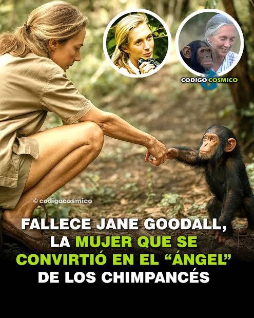 Los humanos somos una especie de primate. Nos separamos de los chimpancés,  con los que compartimos el 98,7% de nuestro ADN, hace tan solo unos 6  millones de años. ¡Y son muchas