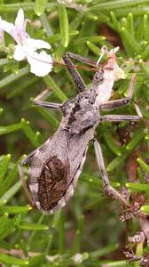 We did not find results for: Stink Bug Texas Animals Stink Bugs Central Texas