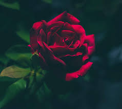 Download Rose Wallpaper Now Browse Millions Of Popular Wallpapers And Ringtones On Zedge And Persona Red Roses Wallpaper Wallpaper Iphone Roses Rose Wallpaper