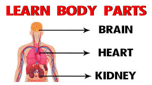 Attaches the tongue to roof of the mouth. Learn Body Parts In English Learn Human Body Parts For The Body In English Preschool Learning Youtube