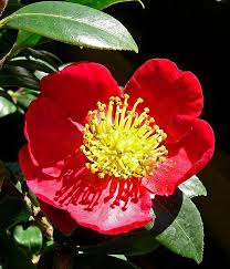 Camellia Sasanqua Yuletide Hardy In The Pnw But The Blooms Of C Sasanqua Are A Bit Flimsy For All The Winter Rai Flowers Yuletide Camellia Winter Flowers