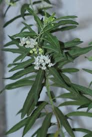 Image result for Gomphocarpus semilunatus