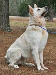 Puppies are solid black and black sable puppies will be excellent protection and family dogs. White German Shepherd Puppies Florida Pets Lovers