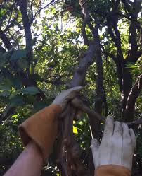 Image result for Sphaeropsis tumefaciens oleander symptoms