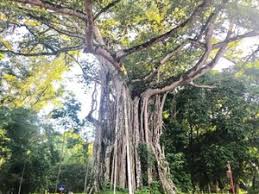Vén bức màn bí ẩn cây đa nghìn tuổi biết tự di chuyển ở Ninh Bình